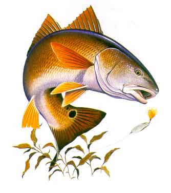 tmp/Redfish.jpg
